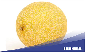 Сколько можно хранить дыню в холодильнике?