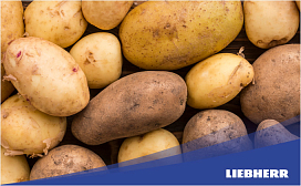 Сколько можно хранить картофель в холодильнике