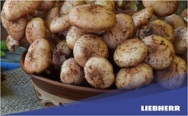 Сколько можно хранить опята в холодильнике?